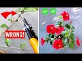 See how to prune hibiscus perfectly  dos  donts