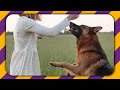 10 reasons why every second person wants a German Shepherd dog!