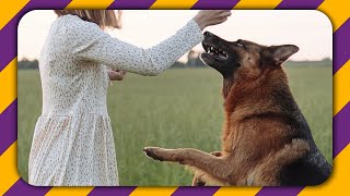 10 reasons why every second person wants a German Shepherd dog!