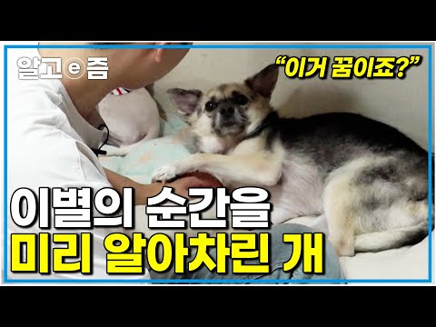 '이렇게 정말 가는거 아니죠?' 7개월 만에 꿈속에 그리던 오빠를 만나 마음의 문을 열게된 해피 하지만 기다리고 있던 이별|세상에 나쁜 개는 없다|알고e즘