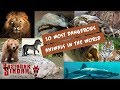 10 most dangerous animals in the world