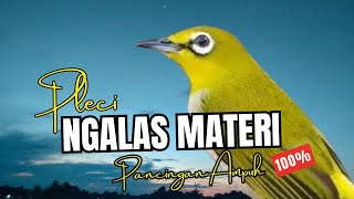 Download Lagu Pancingan Pleci Ngalas Materi Full Buka Paruh MP3 Download Lagu Pancingan Pleci Ngalas Materi Full Buka Paruh MP3