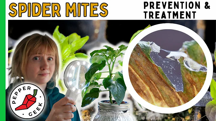 Spider Mites - Prevention and Treatment  - Pepper Geek