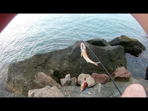 Video: Karadeniz'de Hangi Yem Ve Kayabalığı Nasıl Yakalanır?