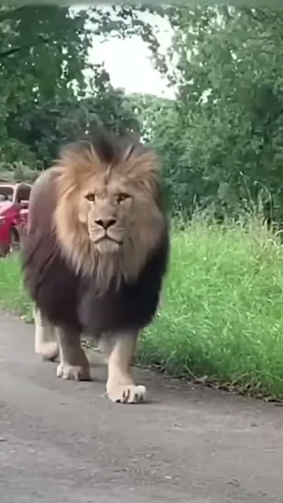 Sabse bda loin 🦁🐯#liketiger #lion #liontiger #wildcats #loin #share #comments #and #subscribe
