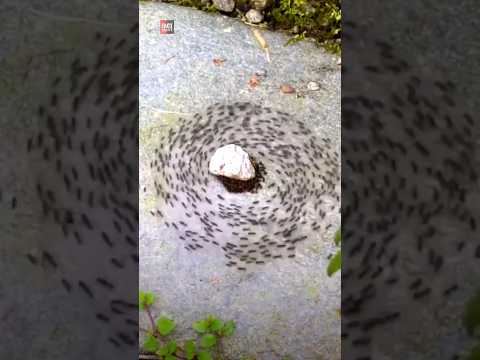 When Ants Trap In Ant Mill |😲😲| #shorts