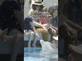 ロボットイルカが本物のイルカを救う? #shorts【アニマトロニクス/水族館】