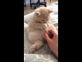 Кремовый шотландский котенок