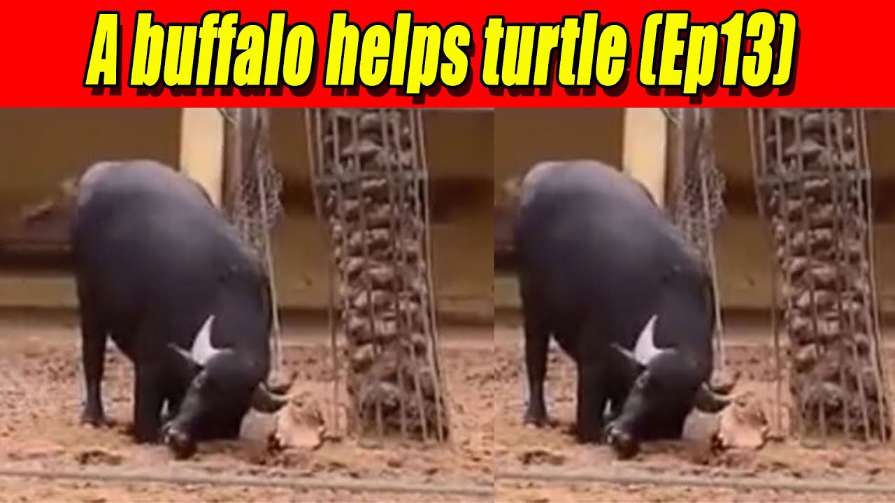 How to a buffalo helps an upside down turtle? (Ep13) - YouTube