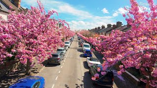 Cherry Blossoms Adds The Colours Of Springfpv With Dji Neo