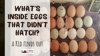 Egg-topsy: What's inside eggs that didn't hatch