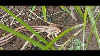 シマヘビがダルマガエルを飲み込むまで