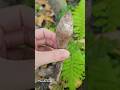 Nature's Pencil: A Sturdy Underground Find #nature #mushroom #satisfying