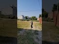 Brown cat jumping high #shikari #cat #youtubeshorts