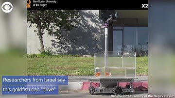 WATCH: Researchers in Israel train goldfish to 