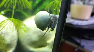 Mystery Snails Eating Algae off the Glass - Fish Adventures by Skye Gibbens 200 views 4 years ago 12 minutes, 23 seconds