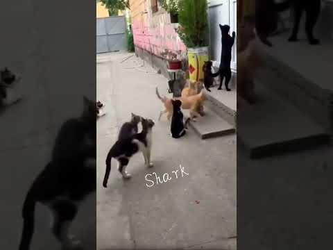 عصابة القطط اشبع ضحك قطط بتموت ضحك Funny Cats