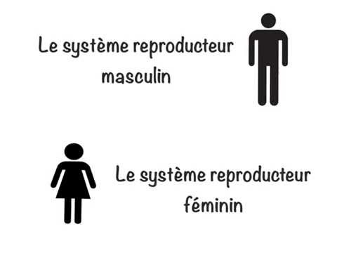 Vidéo: Différence Entre Le Système Reproducteur Masculin Et Féminin