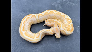 Royal Constrictor Designs