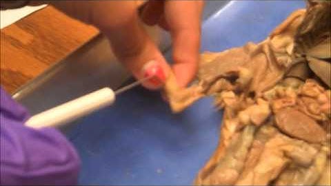 Rat Dissection