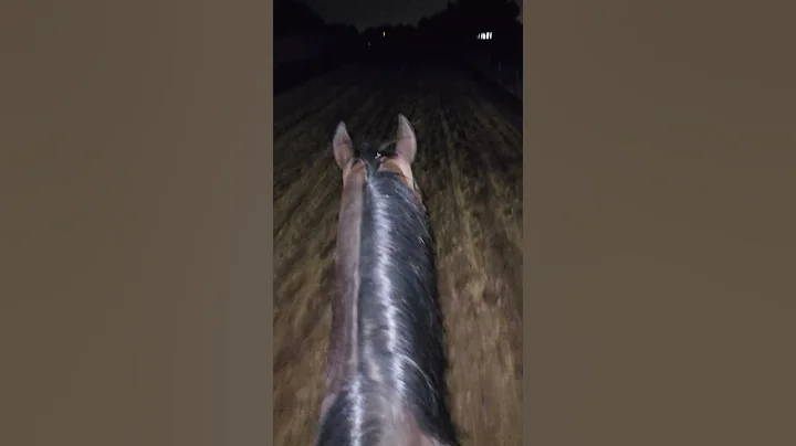 Badras Poco Casanova & Victoria Murphy. Bridleless...