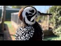 Mearns Quail 2021 (chicks and juveniles) ￼farm tour