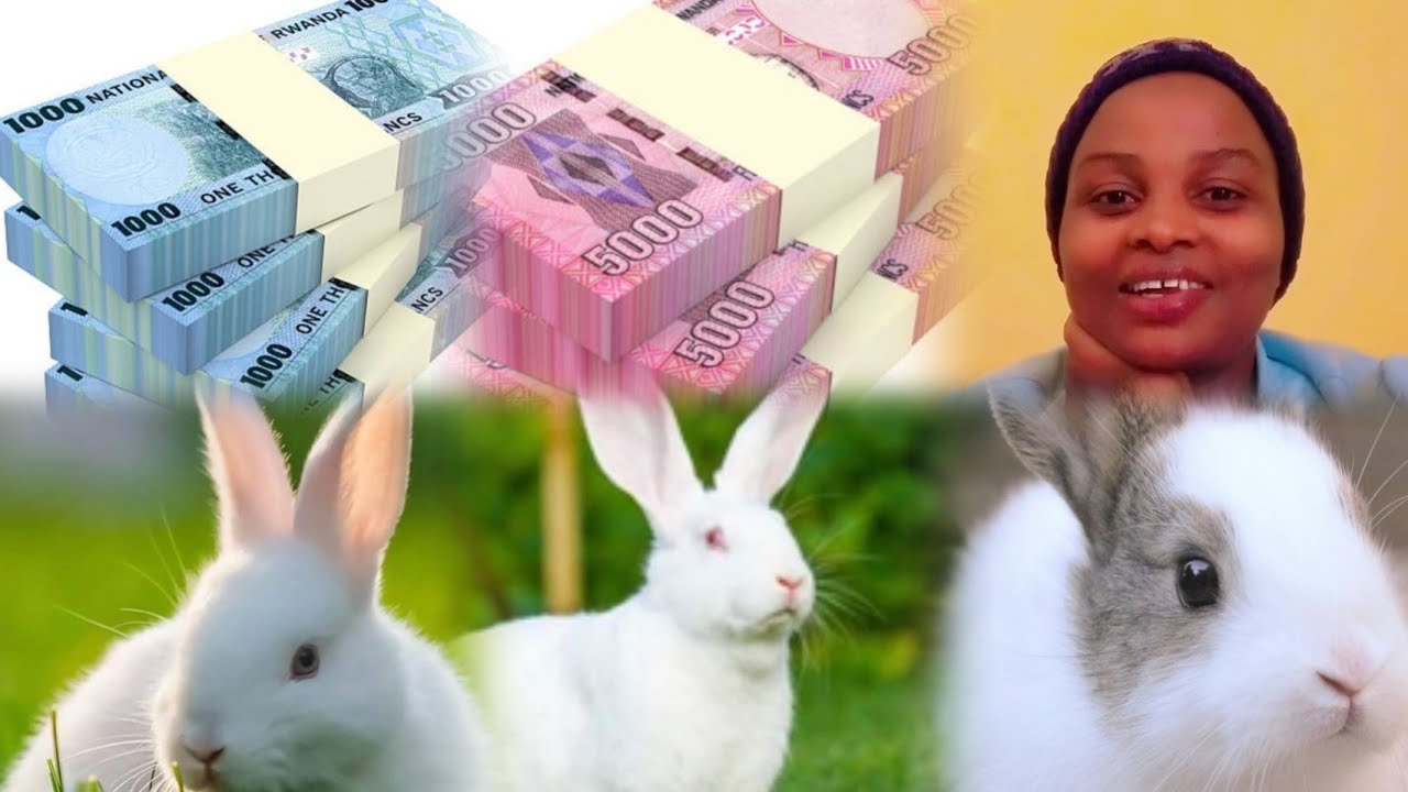 Uburyo bworoshye bwo kubaka ibiraro by'inkwavu #icyororo cyiza,no kuzitaho mugihe gito ukaba umuherw