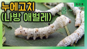 누에고치 | 나방 애벌레 | 성장일기 | 킨더리베 아이콩 이야기