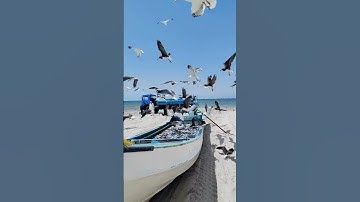 Thumbnail of Seagulls - Seagulls Sound
