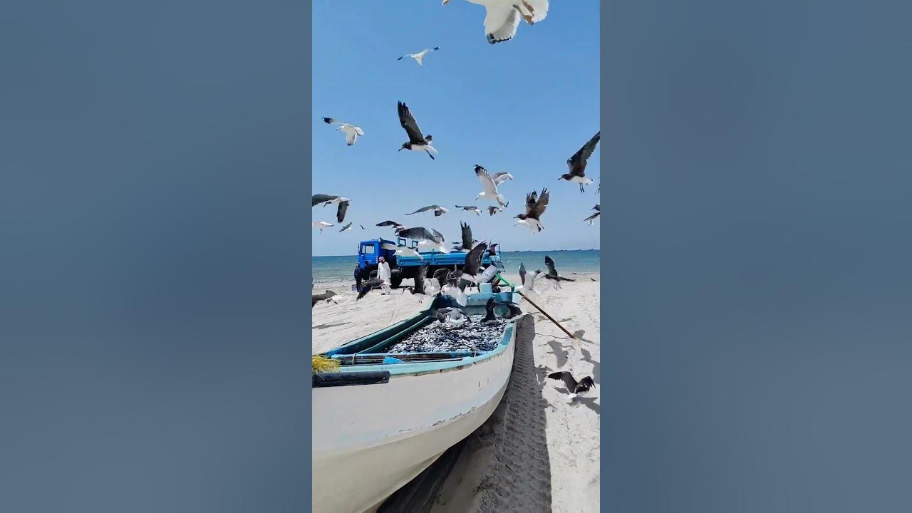 Seagulls - Seagulls Sound