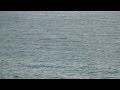 Laguna Beach - Gray Whale