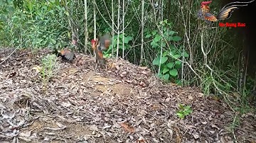 Gà Rừng Rặc Đang Trổ Lông Tưởng Không Về Ai Ngờ ...