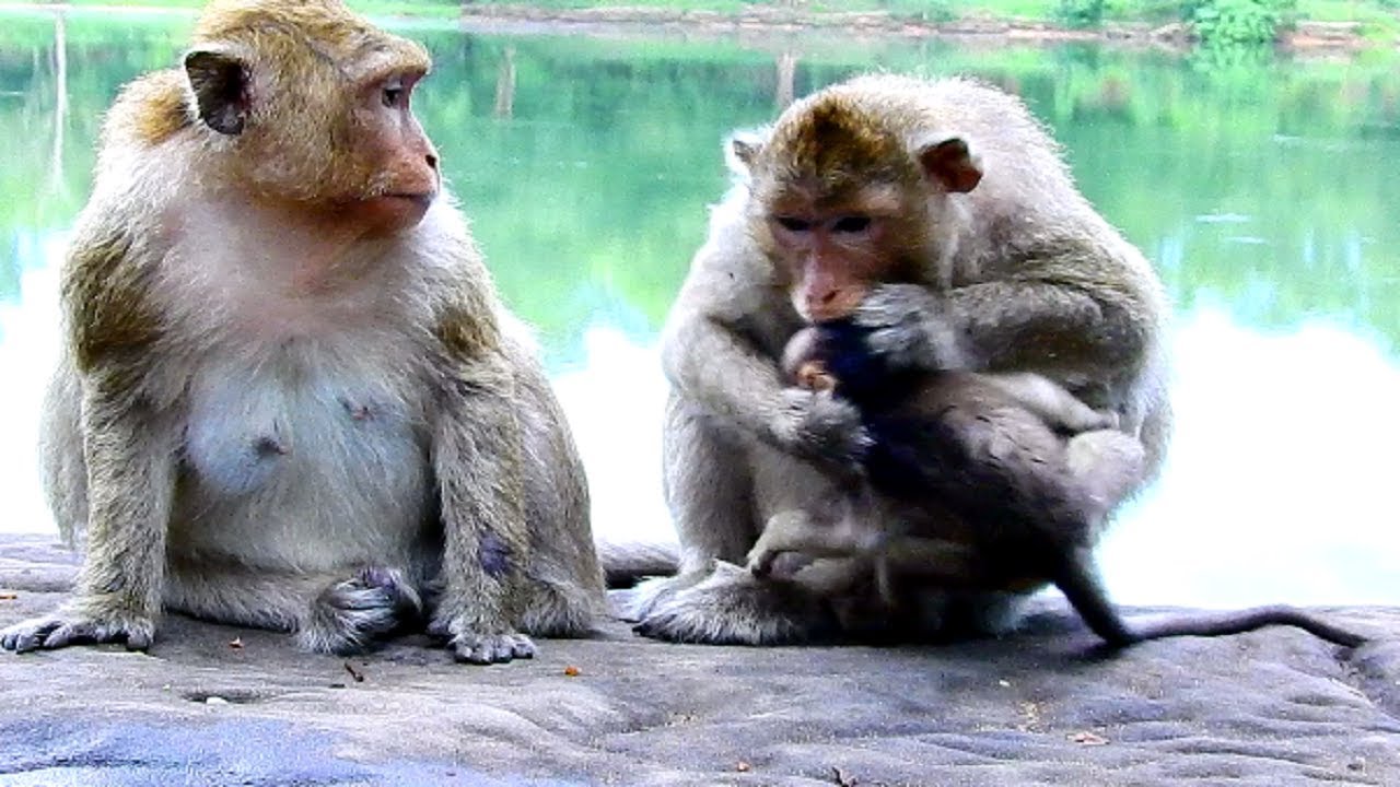 Why Tara angry and bite Her baby Toni like this? Baby just need milk for life!