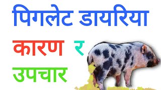 बंगुरकाे पाठापाठीमा लाग्ने पखालाकाे कारण र उपचार । Piglet Diarrhoea Treatment ।AgroDev Nepal