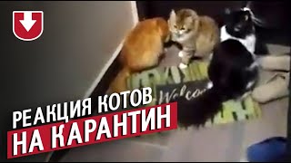 Реакция котов на карантин из за коронавируса