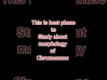 M Phase (Mitotic Phase) Full Chapter in One Shot | Cell Cycle &amp; Cell Division by Alauddin Sir#neet#