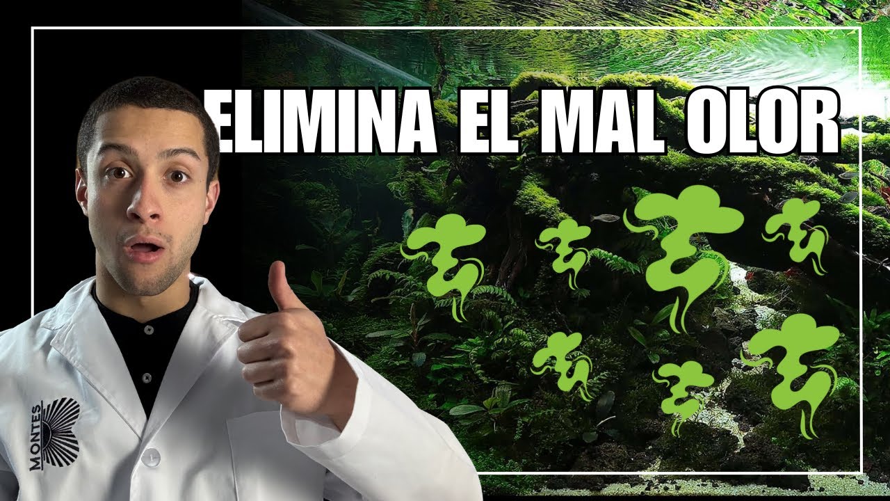 🦨 ¿POR QUÉ MI ACUARIO HUELE MAL? | CAUSAS, SOLUCIONES Y PREVENCIÓN 🦨