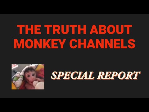 Video: „Pet Scoop“: kūdikių beždžionė gali būti slapta gigantų sėkmei