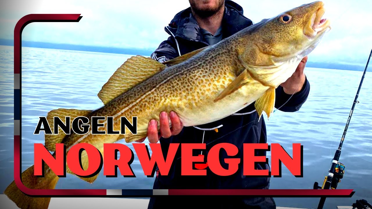 Norwegen - Angeln auf Dorsch, Pollack und Heilbutt!!!