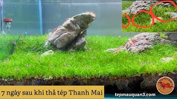Bật Mí Về Chiến Thần Diệt Rêu Hại Thần Tốc Của Tép Màu Quận 3
