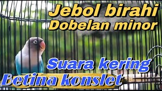 JEBOL BIRAHI ‼️ suara kering minor masteran betina konslet