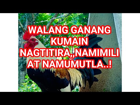 Video: Tortilla Manok Pampagana