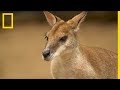 Dcouvrir le kangourou  tout ce quil faut savoir sur la mascotte australienne
