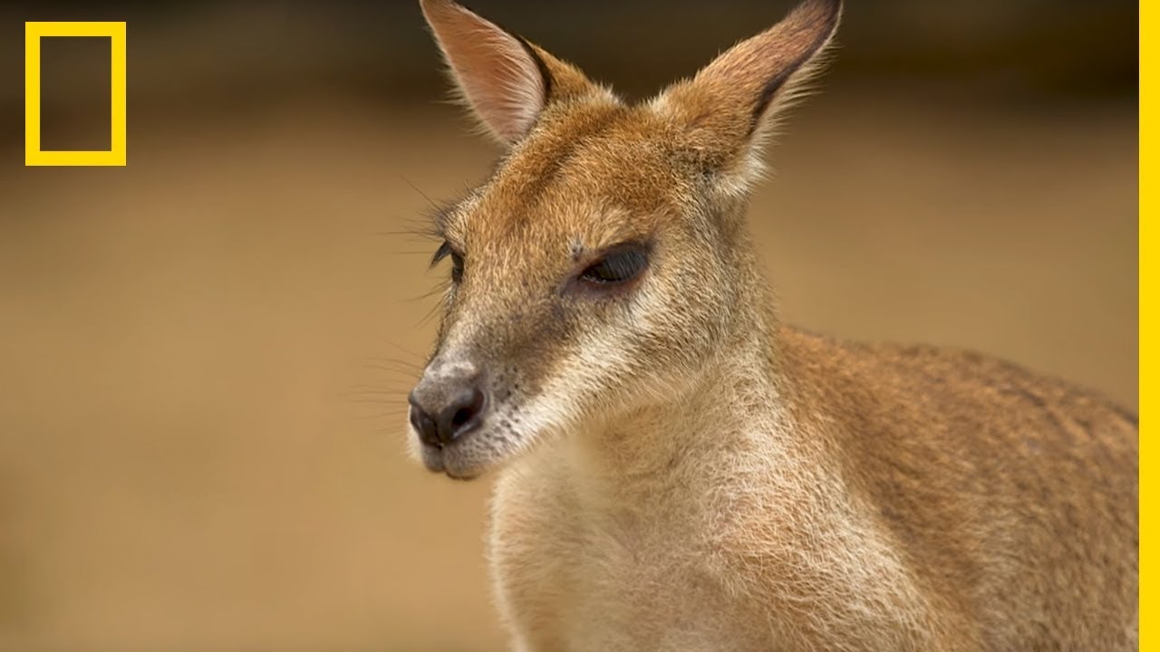 Decouvrir Le Kangourou Tout Ce Qu Il Faut Savoir Sur La Mascotte Australienne Youtube