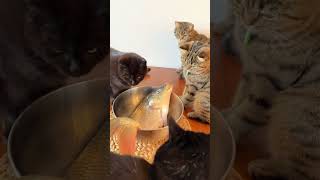 Pesta #cat #shorts #kucing #cats