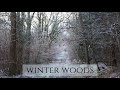 Winter Woods in the English Countryside