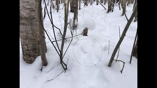 ПЕТЛЯ НА ЗАЙЦА, ГДЕ И КАК СТАВИТЬ