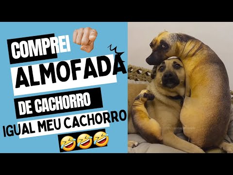 Almofada de Cachorro em Oferta