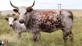 Download Lagu Hamman Ngunis Produksieveiling MP3