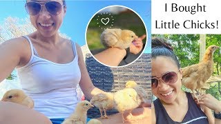 Chickens Growing Up Timelapse!! | 4 Days Old To 9 Weeks! | Buff Orpingtons | Emilyy Elizabeth